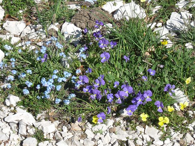 (79) Wildflower garden.JPG